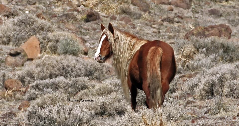 Gone, but not forgotten, the exquisite wild mare known as Oriana #wildhorses #Nevada #horsestories