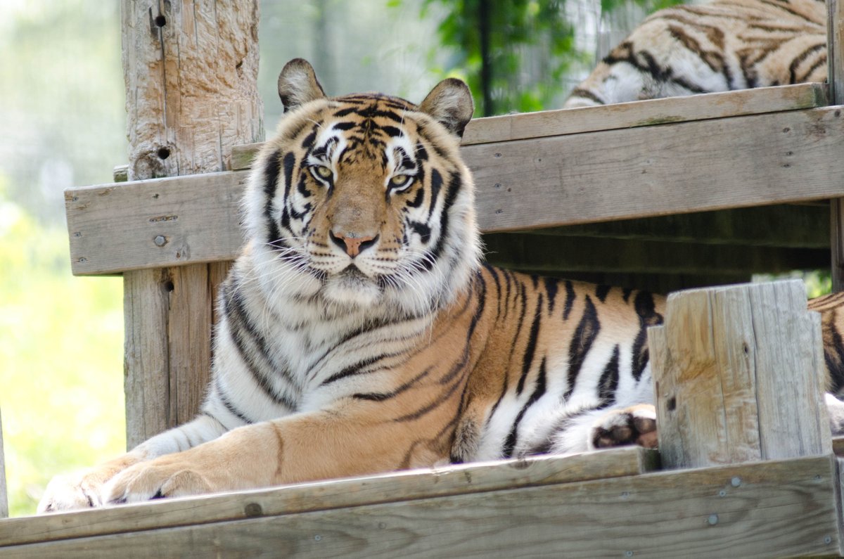 For #waybackwednesday we remember Little Tony, he came to the refuge from Coffeeville, Kansas in July of 2011. Little Tony was 10 years of age when rescued and lived out the remaining 10 years of his life in sanctuary at TCWR. 
#humpday #wednesday #turpentinecreek #rescuetorefuge