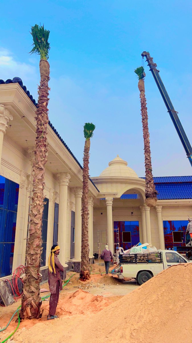 saudi_palm's tweet photo. موسسة نخيل السعوديه لتوريد جميع انواع النخيل ج 0507786401 https://t.co/RYdlA4O8OJ