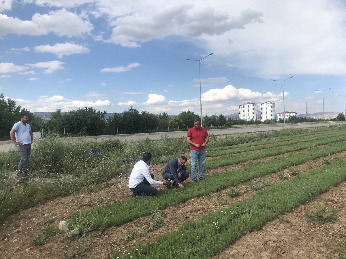 Elazığ’da lavanta üretim alanlarının çoğaltılmalı ve uçucu yağ endüstrisinin kurulup gelişmesi için ⁦<a href="/fuadulger/">Fuad Ülger</a>⁩ beyin bahçesini Tkdk koordinatörümüz ⁦<a href="/sertacyilmaz_/">Sertaç YILMAZ</a>⁩ ile proje konularını görüştük