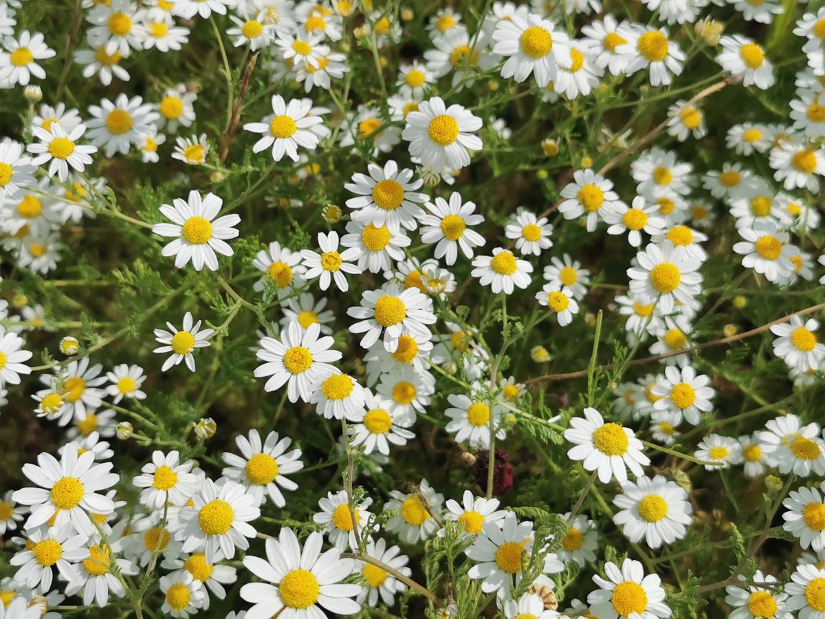 Anthemis cotula, one of those yellow and white Asteraceae 😉
#wildflowers #botany