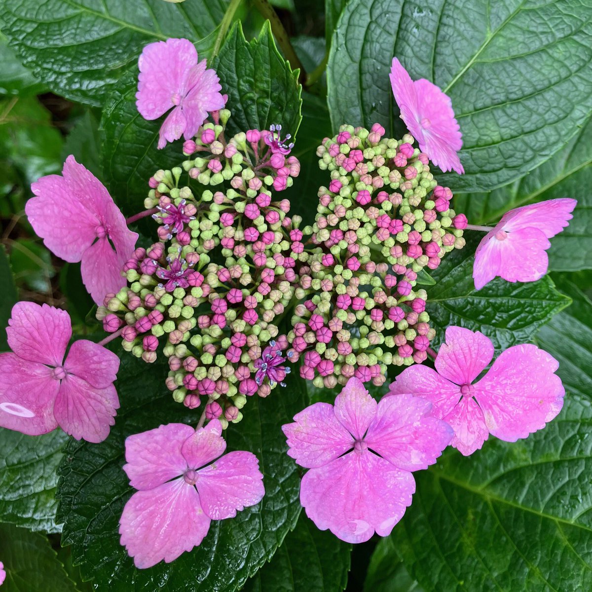 おはようございます😃

梅雨空の木曜日の朝、お目覚めはいかがですか？

本日は紫陽花でご挨拶です💐

今日も一日安全に❗️

#イマソラ #紫陽花の季節