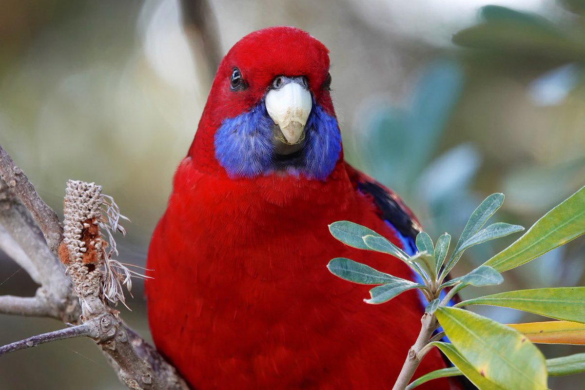 #FirstSeenAndHeard #FSAH 

Seen: Crimson Rosella. Heard: Australian Raven. South Gippsland, Australia

@birdemergency 
#birdwatching #BirdTwitter #birdphotography #WildOz #bird #TwitterNatureCommunity #BirdsSeenIn2023 #SonyRX10iv
