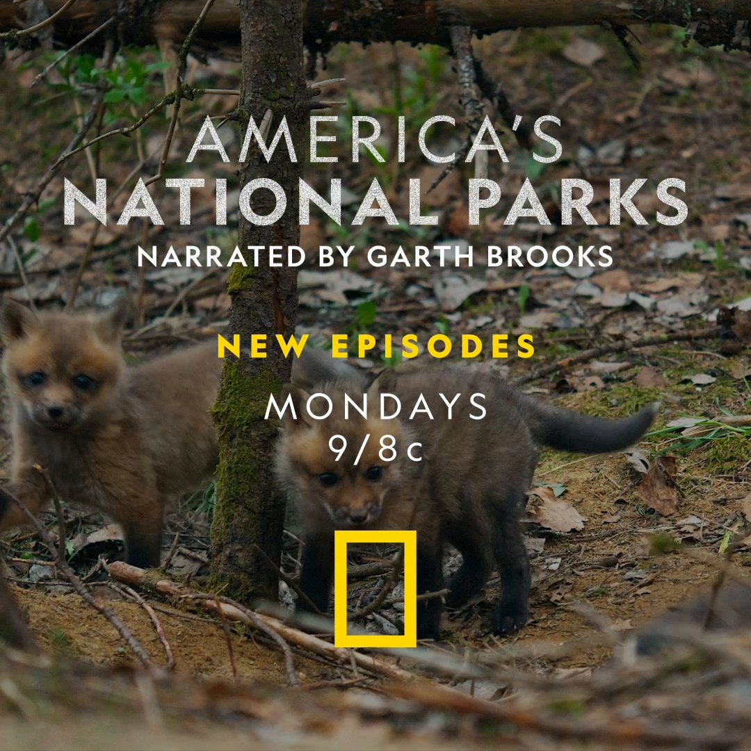 National Geographic on Twitter: "While mom hunts for food, play