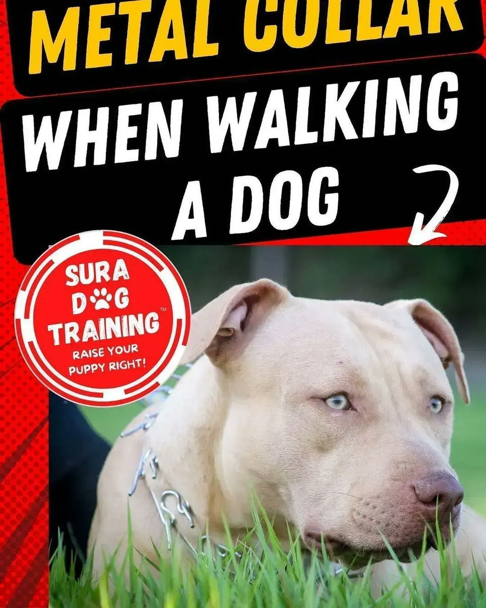 🐶#VIDEO: Why I Don't Use a Metal Collar When Walking a #Dog! 👀 buff.ly/42ACMDW 👉 LIKE & SUBSCRIBE! 👈
#dogs #dogtraining #singlemom #Dogmom #cutedogs #dogwalking #leashtraining #dogcollars #puppytraining #DogsofTwittter #dogsoftwitter