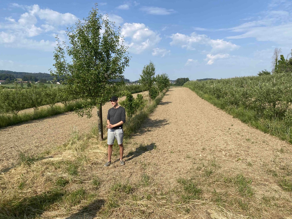 Ermias_Be's tweet image. Witnessed the power of agroforestry in action on a Swiss agricultural landscape! Inspired by the young agroforestry who strategically planted rows of apple trees on his crop field, boosting both biodiversity and farm productivity. 
 @agroscope  @FelixHerzog6 @DigitAFproject