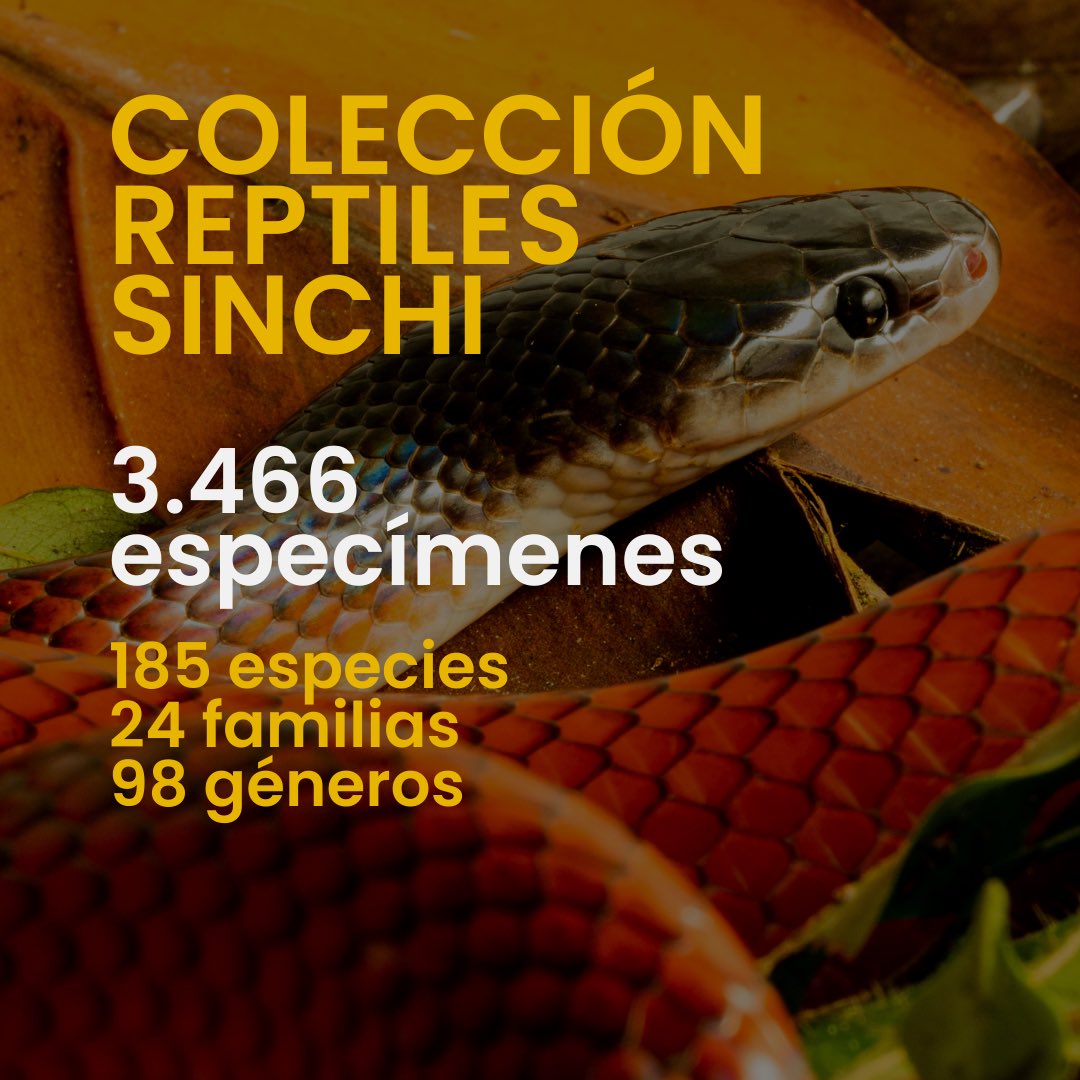InstitutoSINCHI's tweet photo. ¿Sabías que hoy se celebra el #DíaDeLaAmazonia? 😁💚
Hoy le hacemos honor a este día con 👉🏽 #FAUNAM, un inventario del #InstitutoSINCHI que reúne las colecciones de Fauna Amazónica Colombiana. 📘🙌🏻
Hoy te presentamos la colección de anfibios y reptiles. 🐸 🐊 https://t.co/0DKNShoNsr