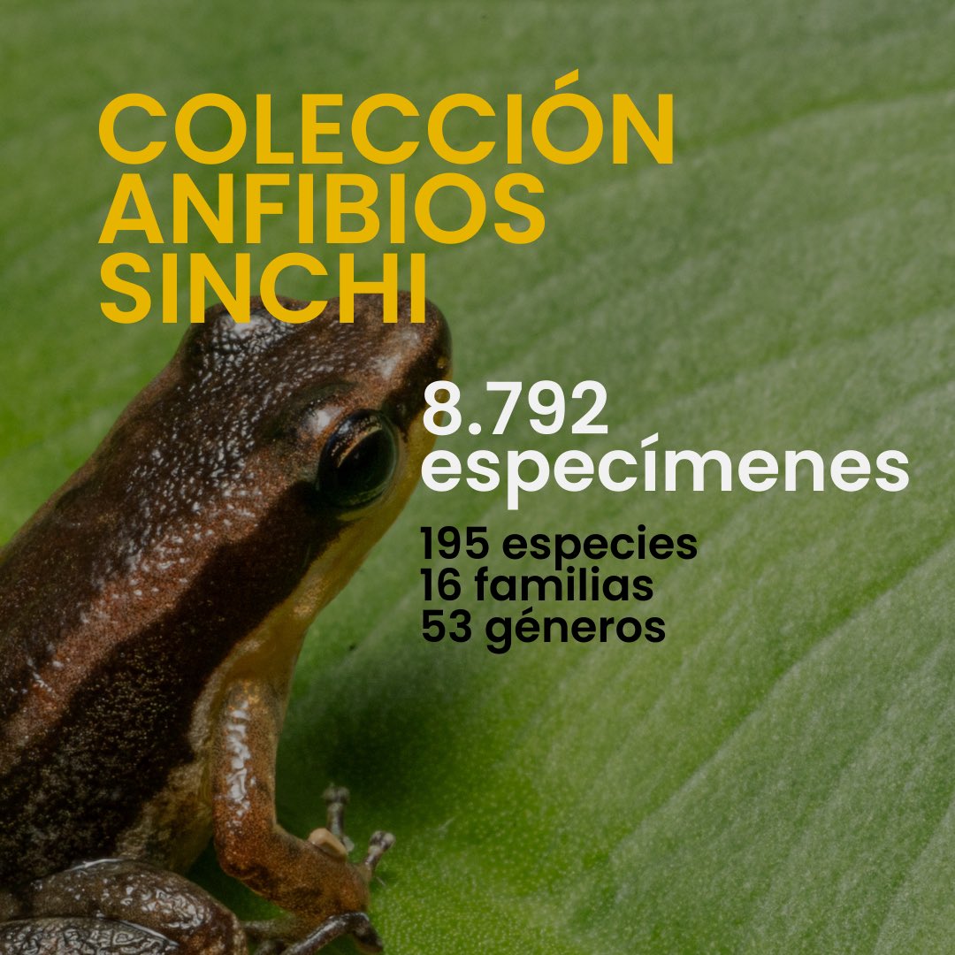 InstitutoSINCHI's tweet photo. ¿Sabías que hoy se celebra el #DíaDeLaAmazonia? 😁💚
Hoy le hacemos honor a este día con 👉🏽 #FAUNAM, un inventario del #InstitutoSINCHI que reúne las colecciones de Fauna Amazónica Colombiana. 📘🙌🏻
Hoy te presentamos la colección de anfibios y reptiles. 🐸 🐊 https://t.co/0DKNShoNsr