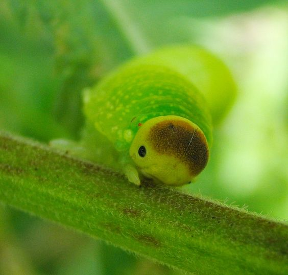 🌱ᴅᴀɪʟʏ ᴅᴏꜱᴇ ᴏꜰ ᴄᴀᴛᴇʀᴘɪʟʟᴀʀꜱ!🌿 (@daylypillars) on Twitter photo 