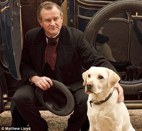 Cleber_Henrique's tweet photo. Tem uma #labradora em #DowntonAbbey 😋🥰🐕🐶🐾 https://t.co/VquL8DJ3Xb