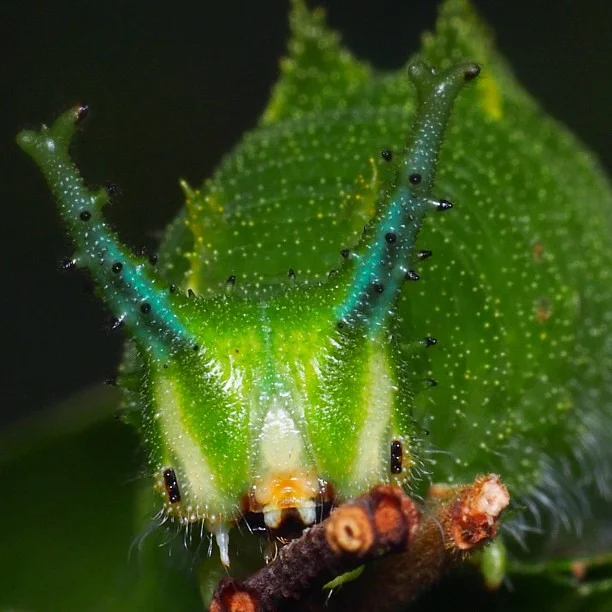 🌱ᴅᴀɪʟʏ ᴅᴏꜱᴇ ᴏꜰ ᴄᴀᴛᴇʀᴘɪʟʟᴀʀꜱ!🌿 (@daylypillars) on Twitter photo 