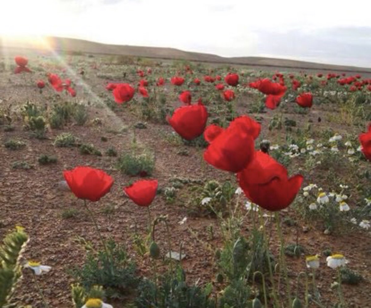 زياد السالم (@zeyad_alsalem) on Twitter photo <a href="/saysam2014/">صياح السبيلة sayah alsabeilah</a> وهذه زهور الديدحان التي أحبّها كثيراً
أهديها إليك يا صديقي الشامخ والمثقف العريق، محبّتي الأبديّة. <a href="/saysam2014/">صياح السبيلة sayah alsabeilah</a> وهذه زهور الديدحان التي أحبّها كثيراً
أهديها إليك يا صديقي الشامخ والمثقف العريق، محبّتي الأبديّة.