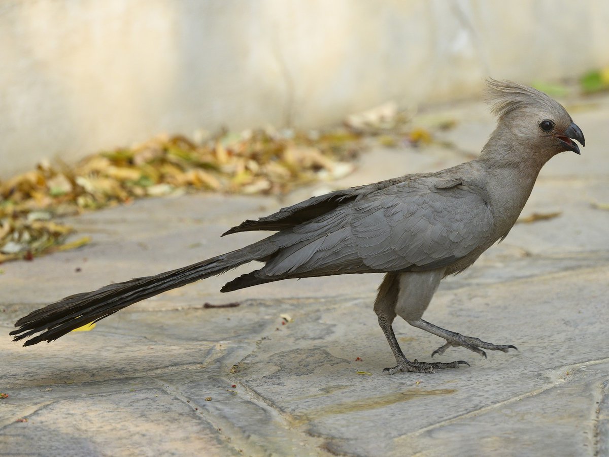 Gray go-away-bird