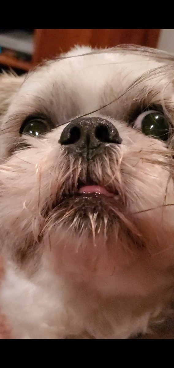 TheRealChileDog's tweet photo. When the human brings out the box of doggo treats. https://t.co/JUVX0s9kqg