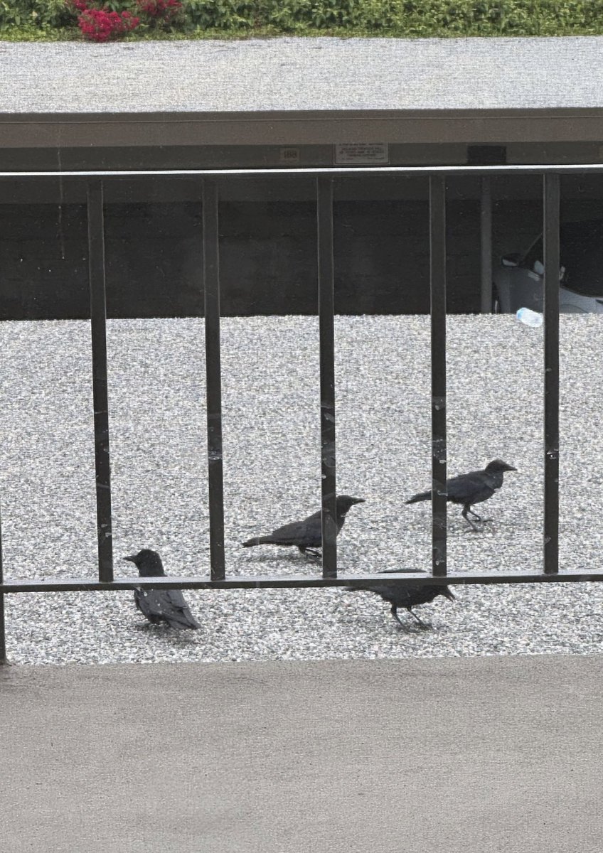 AlexisKennedy15's tweet photo. I’ve been feeding the crows in my complex and I heard their little caws and finally got a picture of them enjoying their little snack!!!!! LOOK AT THEM!!!!!!! AHHHHHHHHHH!!!!!!!!!!!!!!! https://t.co/Ni2GdHPVfT