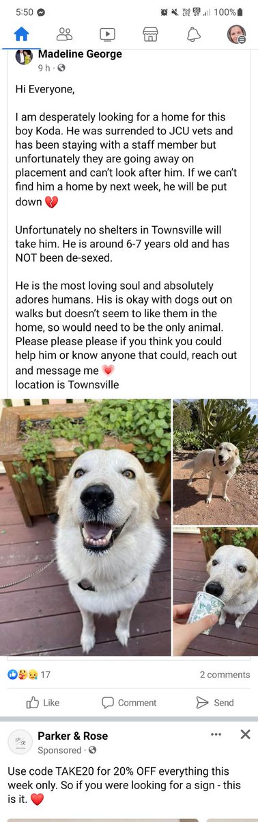 Townsville friends - can we find this boy a home??
