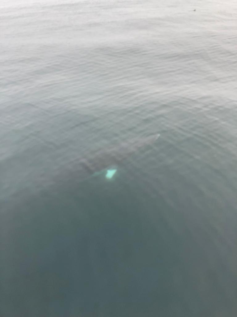Incredible shots of a minke whale greeting our small ship Seahorse II on the way back from St Kilda.

#visitscotland #onlyinscotland #smallshipcruising #scottishcruise #scottishislands #scottishwildlife #wildlifeholiday #WildIsles #lovescotland #outerhebrides #minkewhale