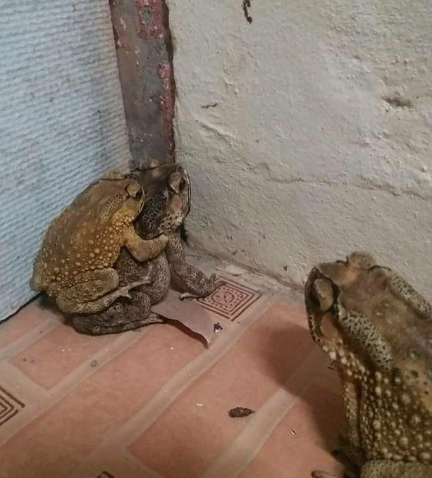 🥇top 5 sapos fodas 

thread q vc não sabia q precisava

5° sapo corno