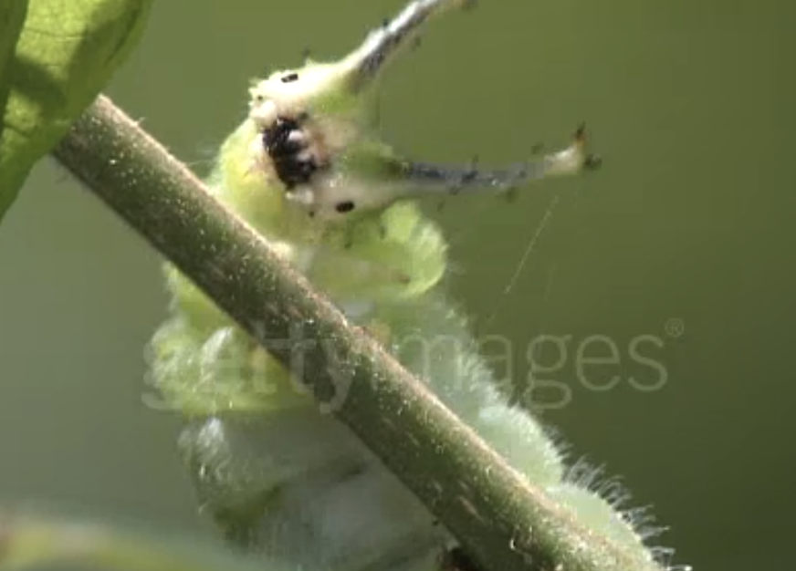 🌱ᴅᴀɪʟʏ ᴅᴏꜱᴇ ᴏꜰ ᴄᴀᴛᴇʀᴘɪʟʟᴀʀꜱ!🌿 (@daylypillars) on Twitter photo 