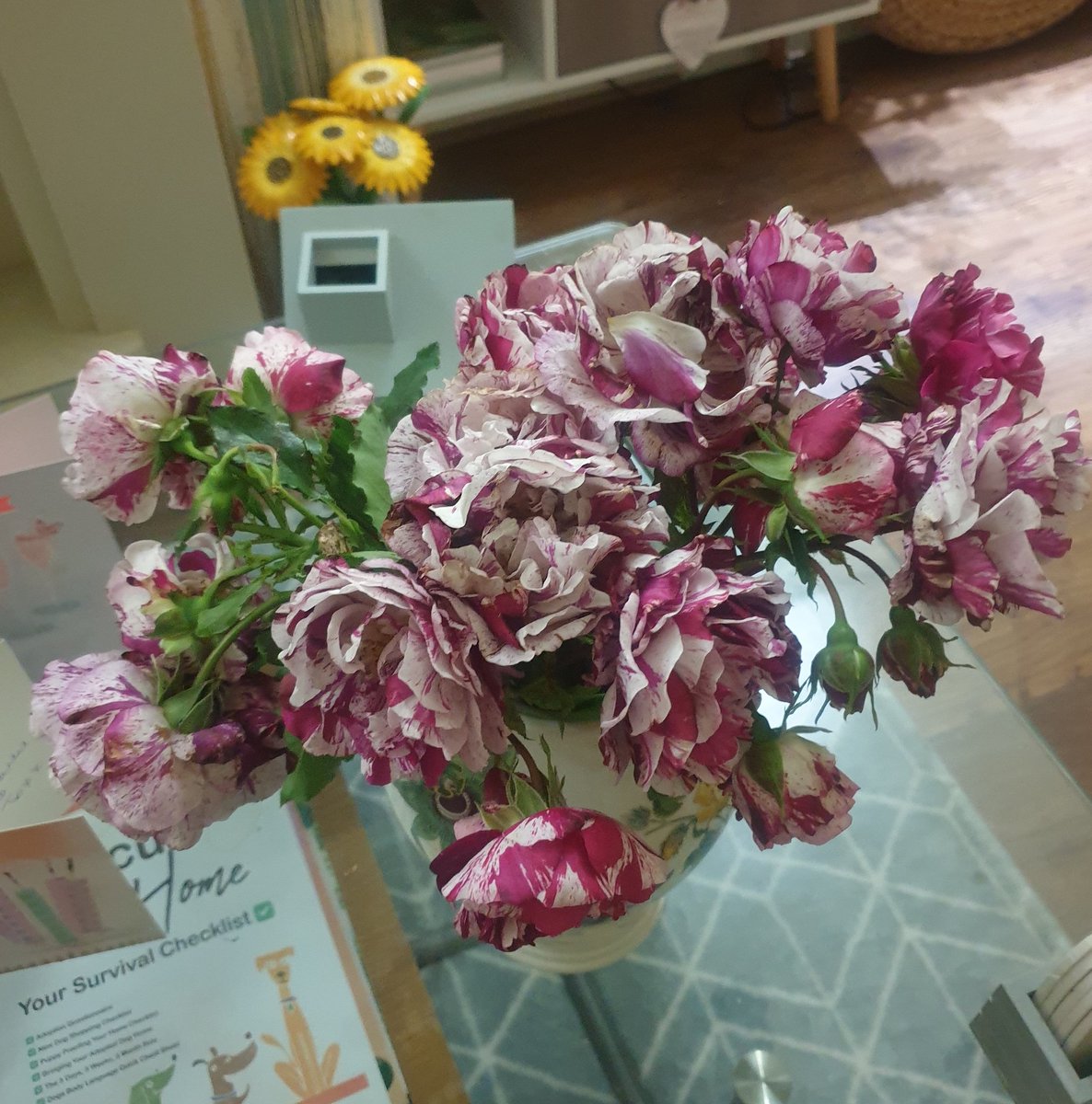 EmmaJanesLife's tweet image. Had to cut some of my #SplishSplash #roses as they were drooping to the ground 

This is just 2 stems! 😲🥰