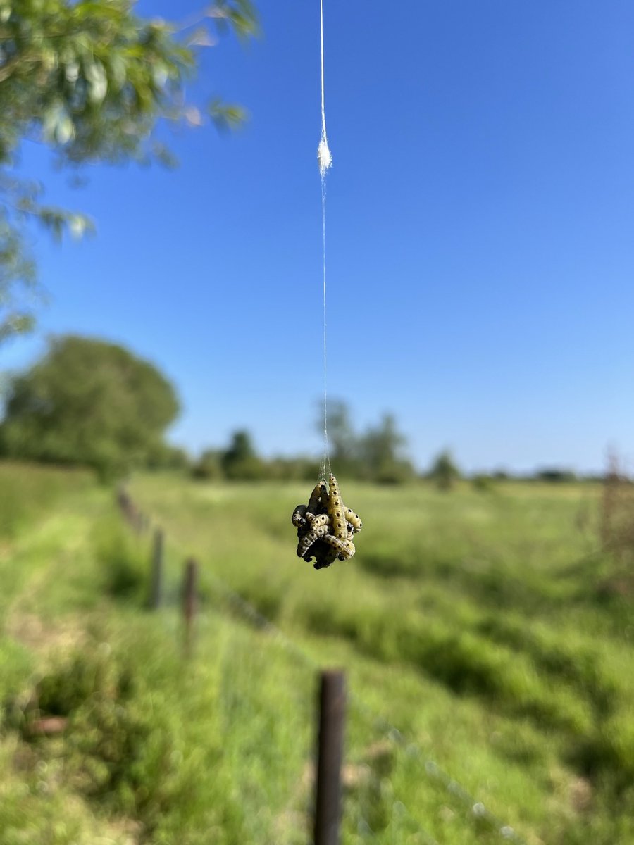 JordanPargeter's tweet photo. @ScottoftheMarsh @BBCSpringwatch @Buzz_dont_tweet I came across the exact same at one of our curlew sites 🐛 https://t.co/IfMCoCJYLj