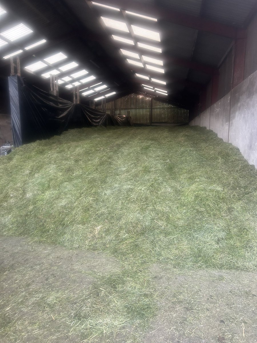 jameshadwin's tweet photo. Nice to get some winter feed in the clamp. A decent clamp of maintenance feed for the @DairyEwe dairy ewes in late lactation and early pregnancy. Amazing growth in dry conditions on the herbal leys. 24 acres in total with 2ha of rye grass getting 95kg N per ha and that’s it 👍 https://t.co/gAO2UtLRy9