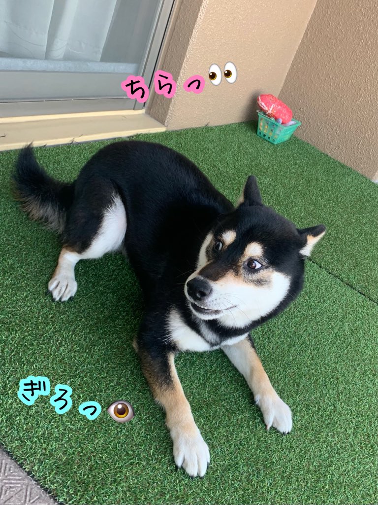 敵は😈どこや🐶⁉️ #黒柴のひじき #柴犬 #黒柴 #日本犬 #shiba #shibainu #かわいい #大好き #癒し #大切な家族 #小さな幸せ #柴犬のいる暮らし #犬好きさんと繋がりたい #おはようございます #今日も1日頑張ろう #反復横跳び #炎の警備隊長 #特別警戒中 #スイッチ入った #運動会 #どうにも止まらない