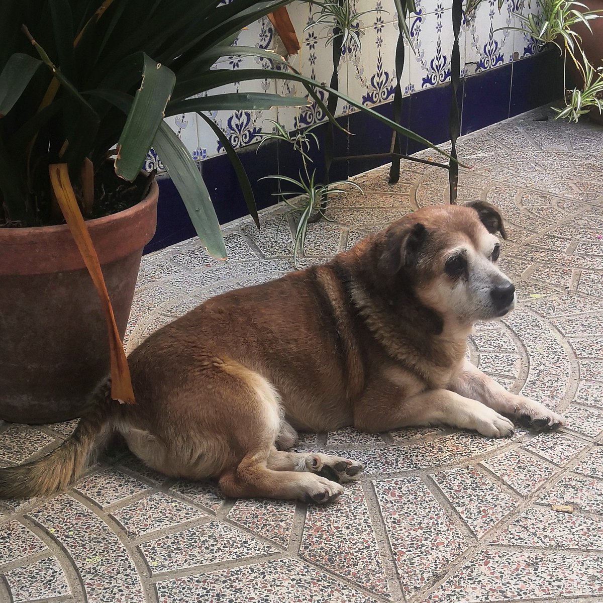 JakSouls's tweet photo. No quería cerrar el día 14 sin escribirte, se que es absurdo por qué no te llegará pero hoy ha hecho un año que te fuiste y cambiaste mi vida igual que lo hiciste cuando llegaste.
Quiero agradecerte todo lo que a tu manera me diste. Te quiero y siempre te querré,Erik. https://t.co/n4VF9Dbyhe