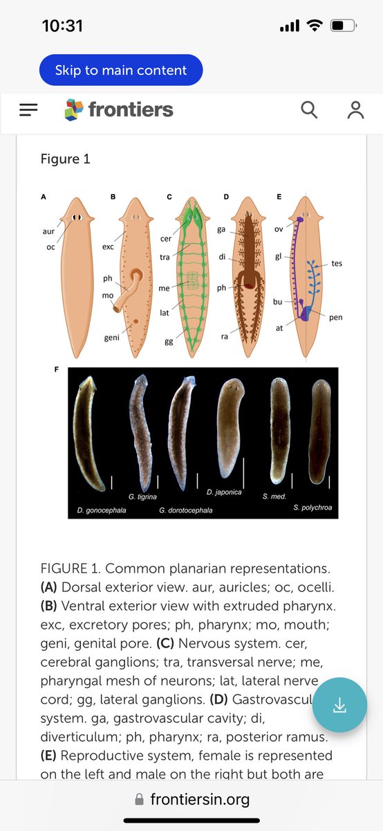 Jackie Grant (@drjakuna) on Twitter photo Were you a fan of that trend where people thought upside down dog paws looked like koalas? I’d like to introduce you to planarian feet.
Feet mine, Diagram from: frontiersin.org/articles/10.33… Were you a fan of that trend where people thought upside down dog paws looked like koalas? I’d like to introduce you to planarian feet.
Feet mine, Diagram from: frontiersin.org/articles/10.33…
