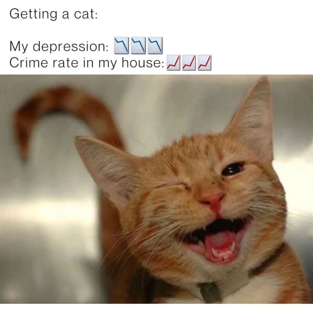 Meowsthing tweet picture