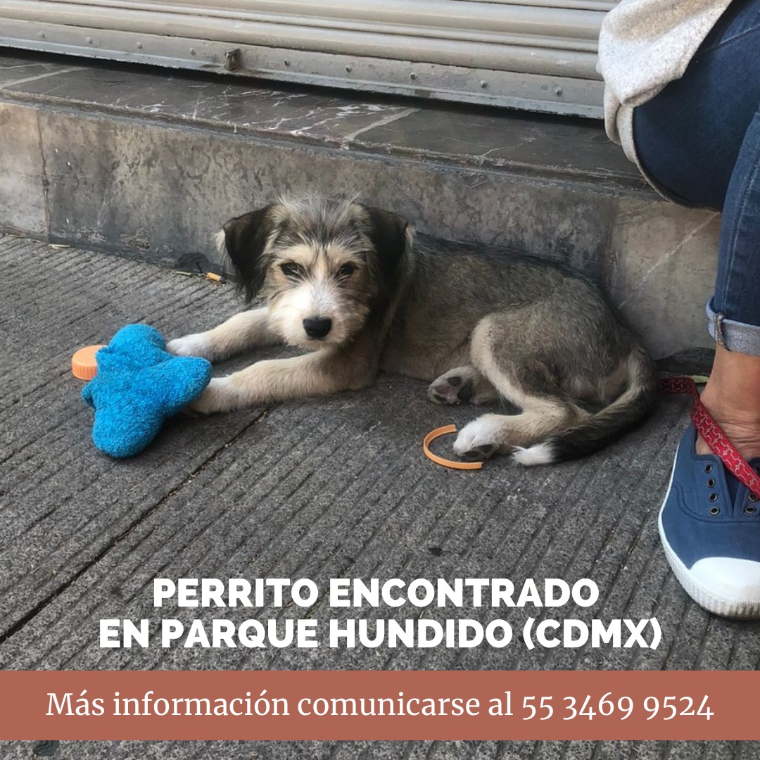 ¡Hola a todos! Por favor ayudemos con la difusión 🙏
Perrito encontrado en Parque Hundido (Cdmx).
@josemariaferez
@Horacitu
@genarolozano

#CDMX #parquehundido