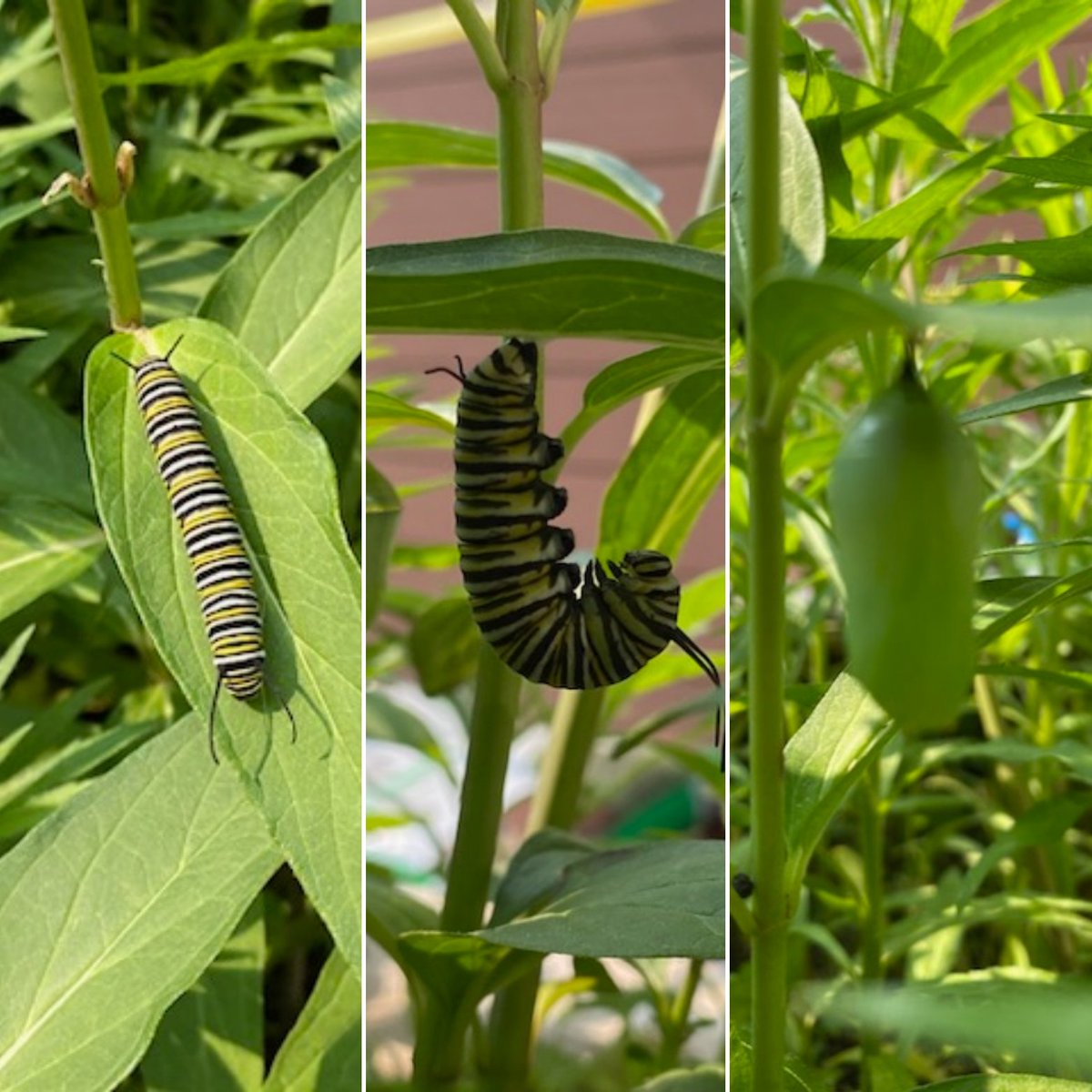 Cheryl McQueen tweet media