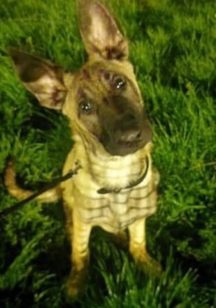 Odyn is al meer dan een week zoek, pas 6 maanden oud. #help #Amsterdam #Vermist
amivedi.nl/detail/?meldin…