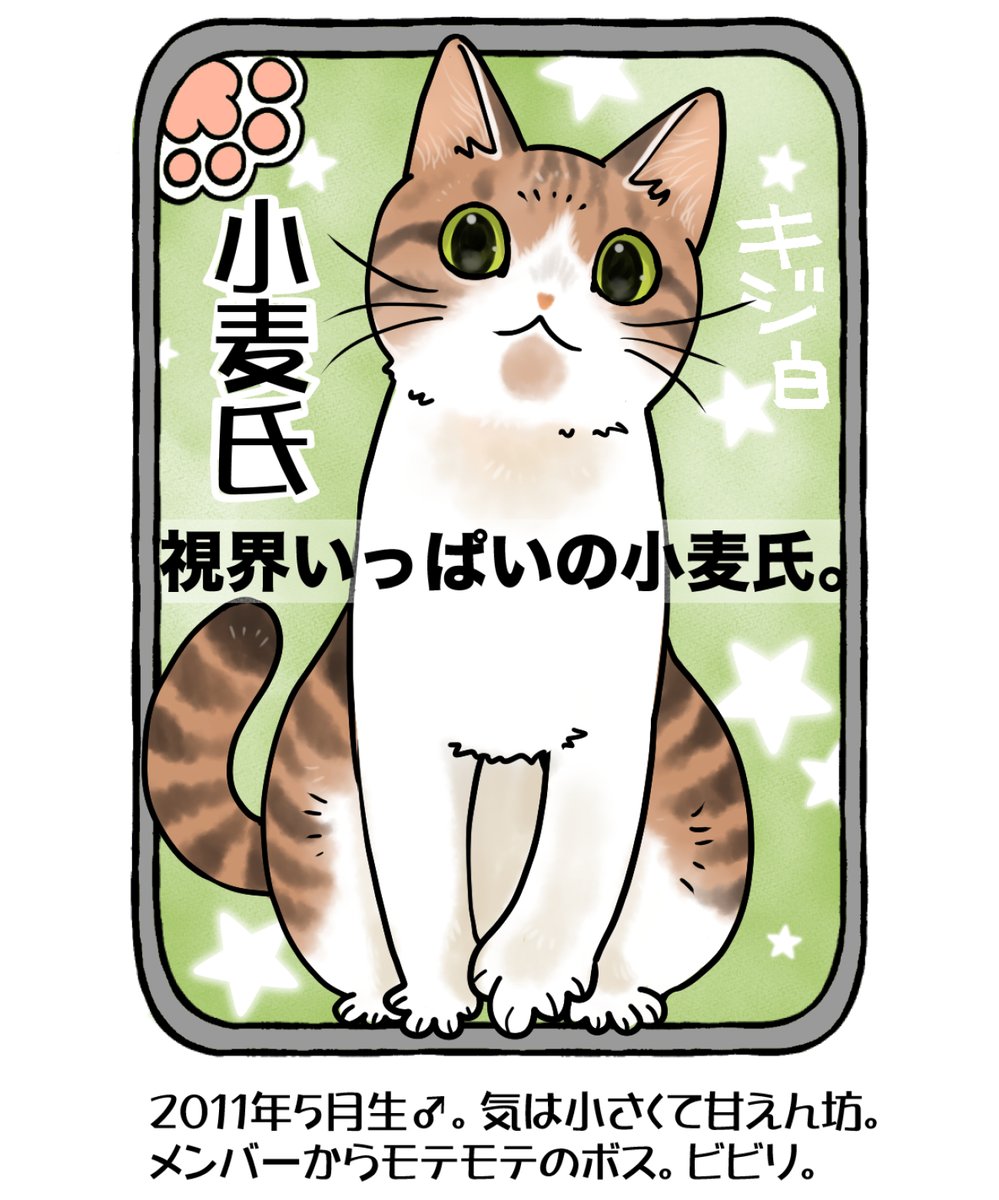 #今日の山野絵
#山野家登場犬猫紹介カード
2日目は小麦氏🐈
メンバー全員から好かれているのに、小麦が認めているのは まるたん、小梅、海きゅんくらい。後はシャー言い散らかしてるのに何故かモテる…🤔
人間の目の前に陣取るのが得意です。

明日は小梅たん❗ 