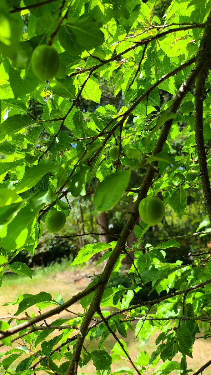 Plum 💮 Canopy 🌳