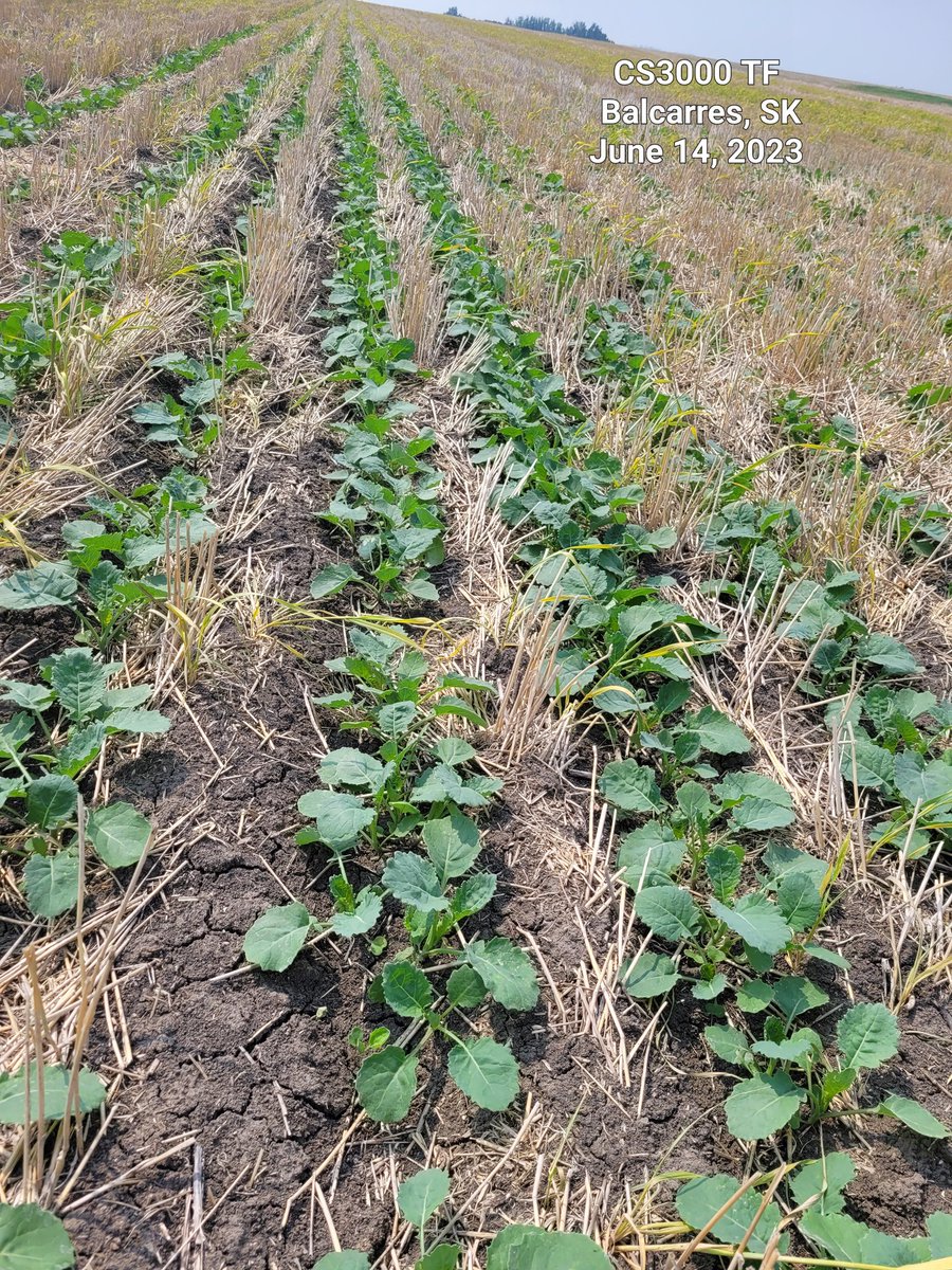 In the wise words of an IG reel from <a href="/KatharynHouston/">Katharyn Houston</a> 
"Crop til you drop, bruh" 

 It's never too early to start thinking about what to seed next year. If you want to check out any of our hybrids please let me know and we'll go on a tour! <a href="/canterraseeds/">CANTERRA SEEDS</a> #inthehandsofapro