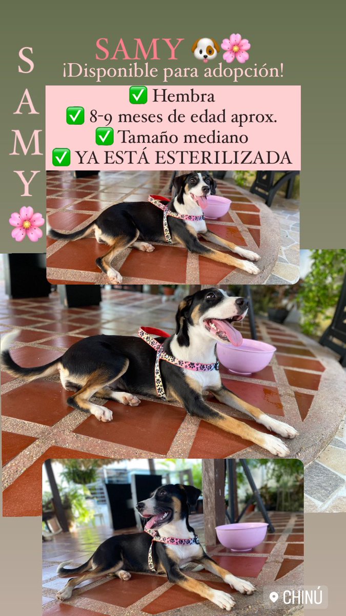 majomoralesb's tweet photo. #AdoptaNoCompres 🐾🌸🐶 https://t.co/Gy8VR5AQ9H