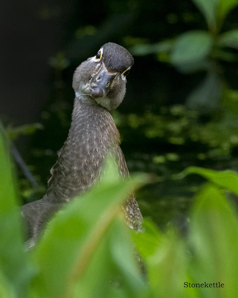 Sometimes when you look at nature, you find nature looking back at you with a quizzical expression. Wood Duck