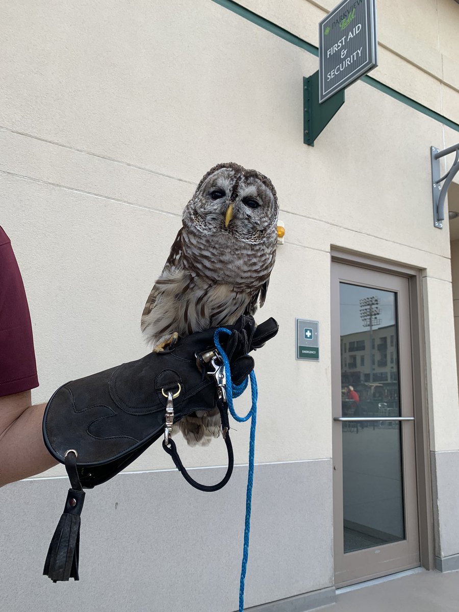 Fort Wayne TinCaps on Twitter "We love seeing SoarinHawkRehab in the