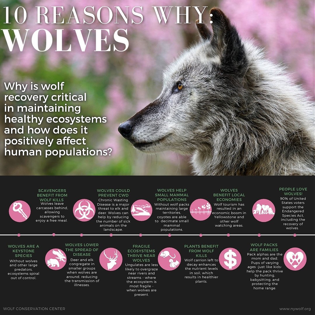 WolfWarriorLoki's tweet photo. @SecDebHaaland @POTUS @USFWS And the wolves??? #RelistWolves #Essential #SaveOurWolves #StoptheSlaughter #EndtheWaronWolves #EmergencyRelistALLWolvesNOW https://t.co/FpS3JWE73t