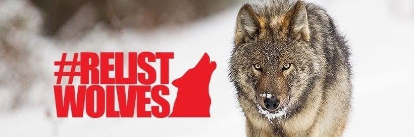 WolfWarriorLoki's tweet photo. @SecDebHaaland @POTUS @USFWS And the wolves??? #RelistWolves #Essential #SaveOurWolves #StoptheSlaughter #EndtheWaronWolves #EmergencyRelistALLWolvesNOW https://t.co/FpS3JWE73t