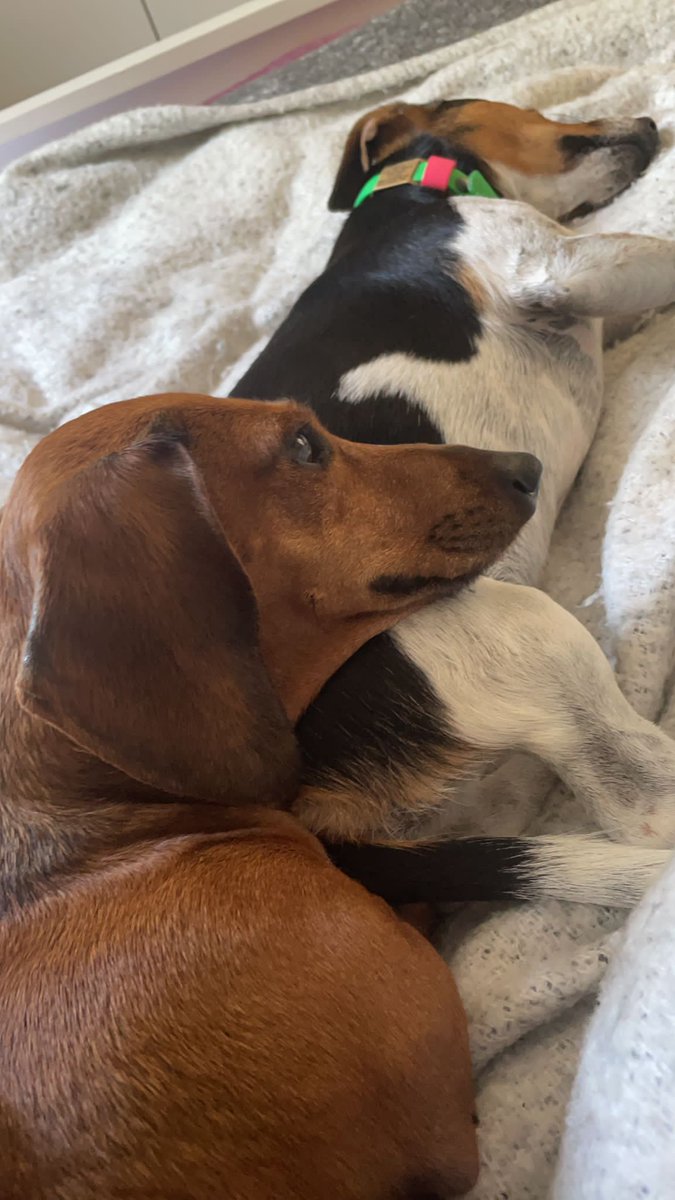 Me: I hope my dog’s doing ok while I’m away for so long. 
My dog: