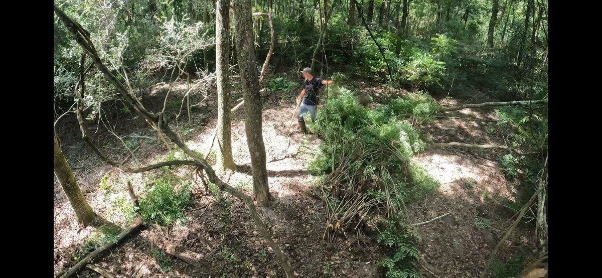 Amphibian and Reptile Conservancy (@arcprotects) on Twitter photo We partnered with <a href="/talltimbers1958/">Tall Timbers Research Station and Land Conservancy</a> in FL to remove invasives & restore this forested area near a wetland. Dozens of amphibians, including imperiled gopher #frogs, inhabit the region & use the area.
ARCProtects.org/work
📷: before & after, D. Welch; gopher frog, Mike Martin We partnered with <a href="/talltimbers1958/">Tall Timbers Research Station and Land Conservancy</a> in FL to remove invasives & restore this forested area near a wetland. Dozens of amphibians, including imperiled gopher #frogs, inhabit the region & use the area.
ARCProtects.org/work
📷: before & after, D. Welch; gopher frog, Mike Martin