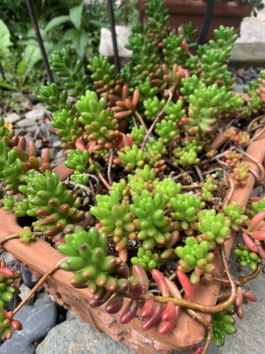 mikey82986196's tweet image. ☁️どんよりですが、気持ちは明るく行きましょう😊🤚

 #多肉植物  #다육식물  #エケベリア #Echeveria #succulents  #sedum #多肉好き  #多肉寄せ植え #ロゼット  #ミニバラ  #アフターグロー  #カリアリ  #虹の玉  #姫秀麗