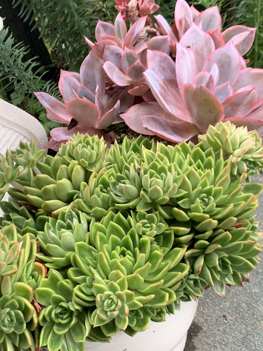 mikey82986196's tweet image. ☁️どんよりですが、気持ちは明るく行きましょう😊🤚

 #多肉植物  #다육식물  #エケベリア #Echeveria #succulents  #sedum #多肉好き  #多肉寄せ植え #ロゼット  #ミニバラ  #アフターグロー  #カリアリ  #虹の玉  #姫秀麗