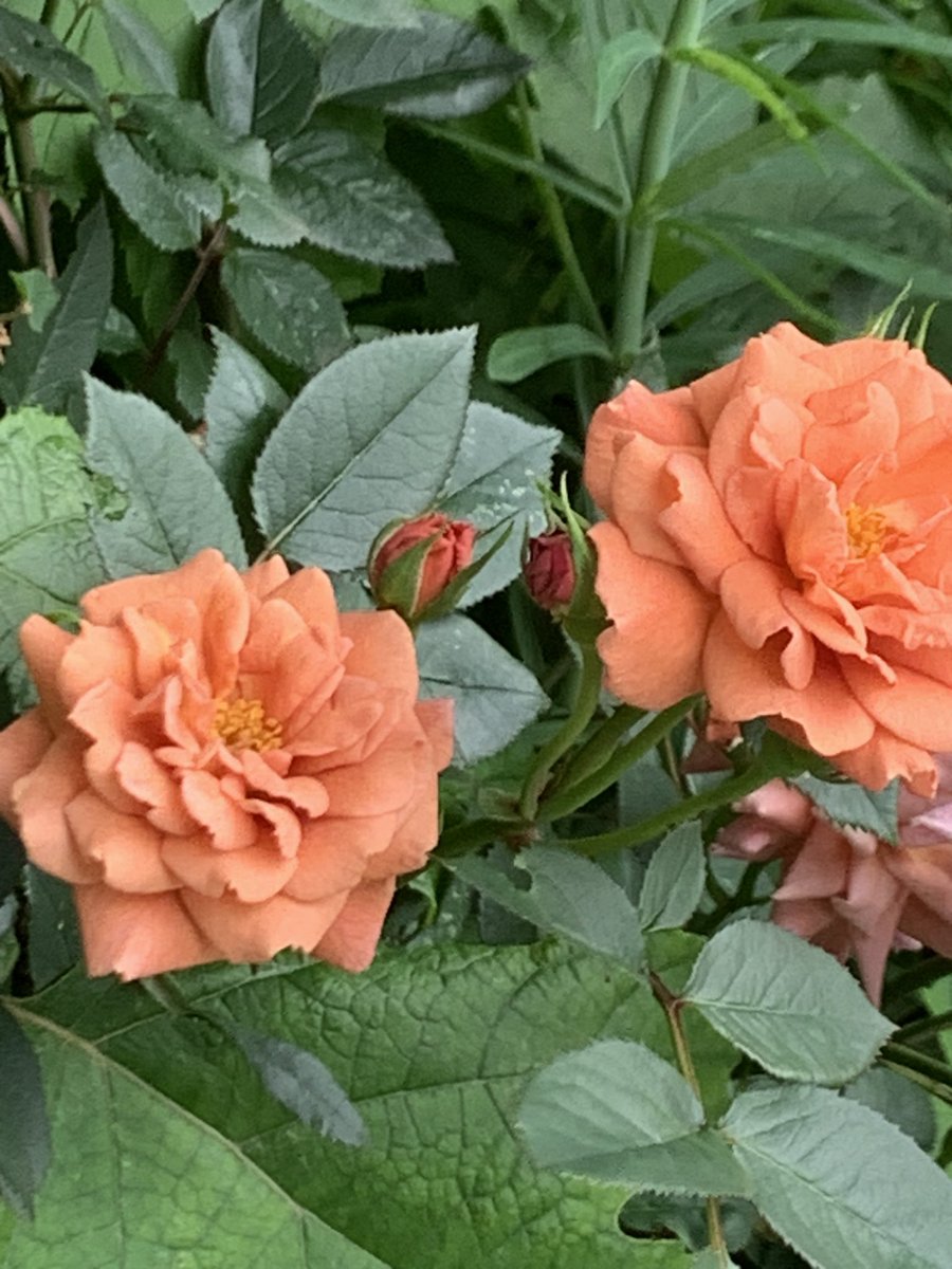 mikey82986196's tweet image. ☁️どんよりですが、気持ちは明るく行きましょう😊🤚

 #多肉植物  #다육식물  #エケベリア #Echeveria #succulents  #sedum #多肉好き  #多肉寄せ植え #ロゼット  #ミニバラ  #アフターグロー  #カリアリ  #虹の玉  #姫秀麗