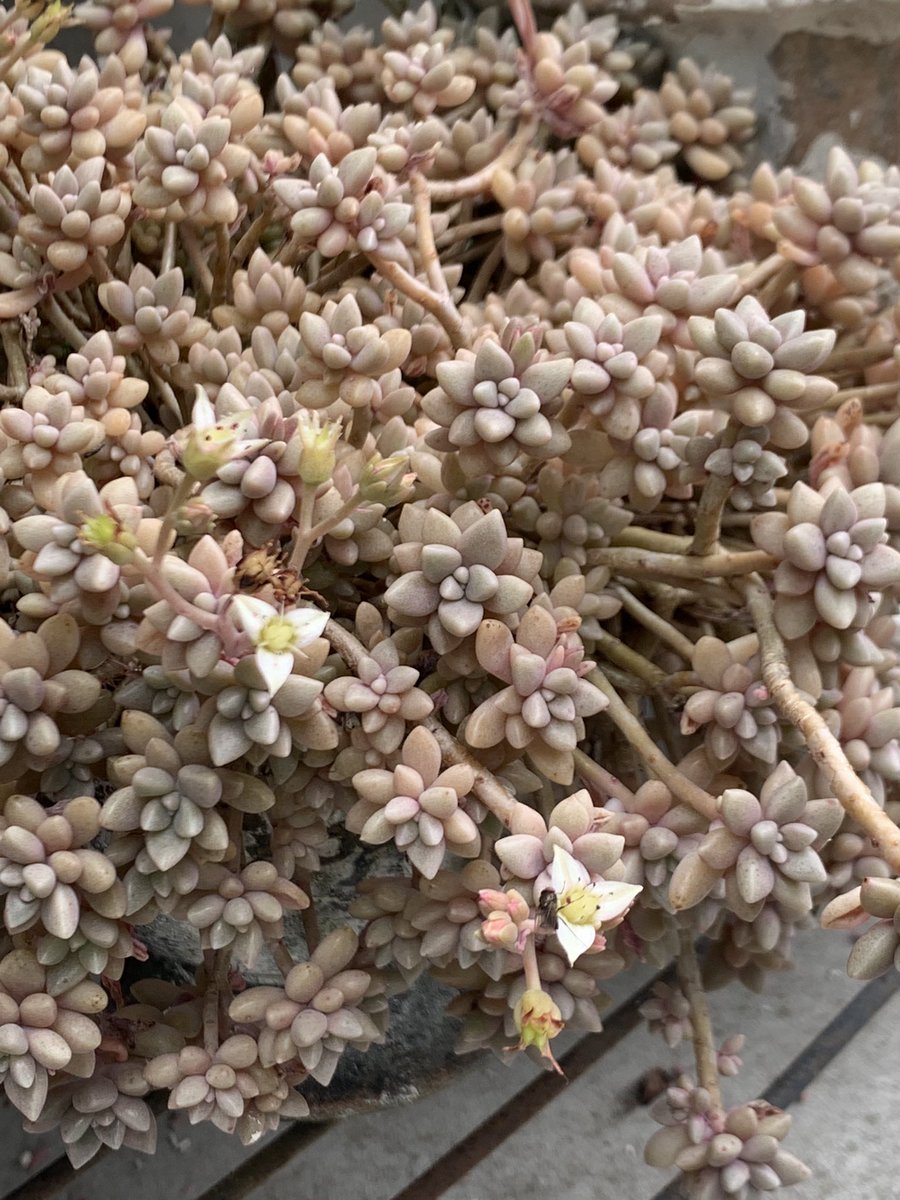 mikey82986196's tweet image. ☁️どんよりですが、気持ちは明るく行きましょう😊🤚

 #多肉植物  #다육식물  #エケベリア #Echeveria #succulents  #sedum #多肉好き  #多肉寄せ植え #ロゼット  #ミニバラ  #アフターグロー  #カリアリ  #虹の玉  #姫秀麗