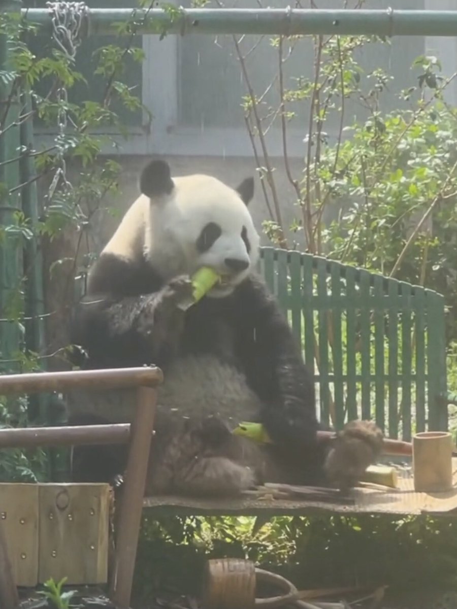 YaLovewith's tweet photo. @NationalZoo PANDAS need Bamboo SHOOTS. Bamboo Shoots. Bamboo Shoots……. Telling lie is a way of killing pandas @NationalZoo https://t.co/OXddiTidAn