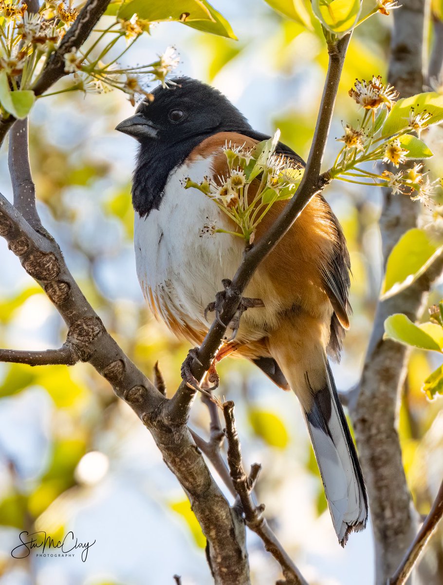 Eastern Towhee. #birdsoftwitter