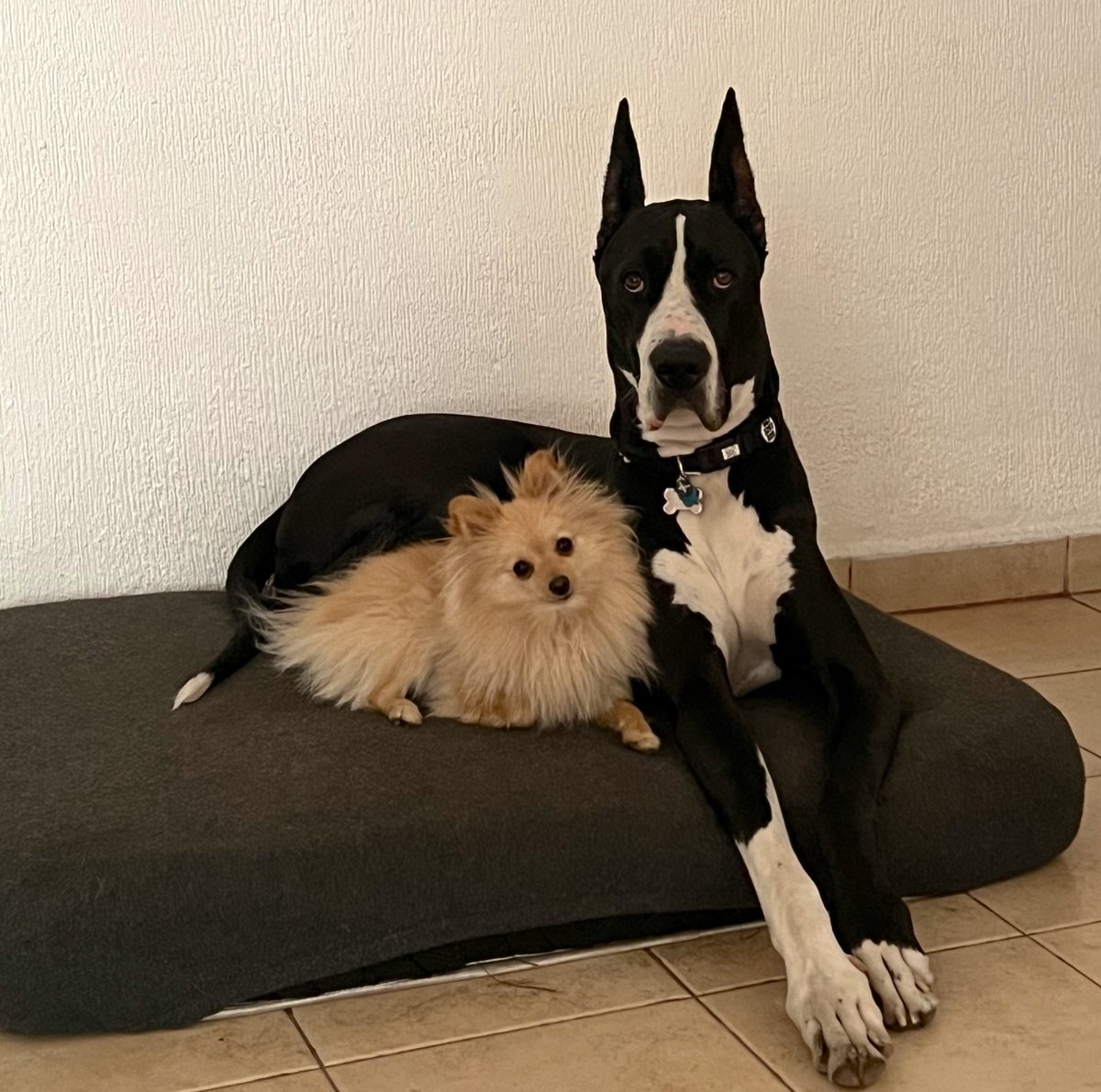 EmigdioCastro's tweet photo. Sin hacer trampa, sube la ultima foto de tu mascota … https://t.co/zk93s5wtXC